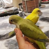 Conure souris #3