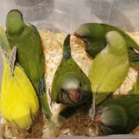 Conure souris #4