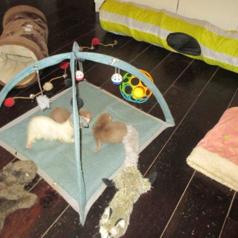 Bébé furet semi angora #1