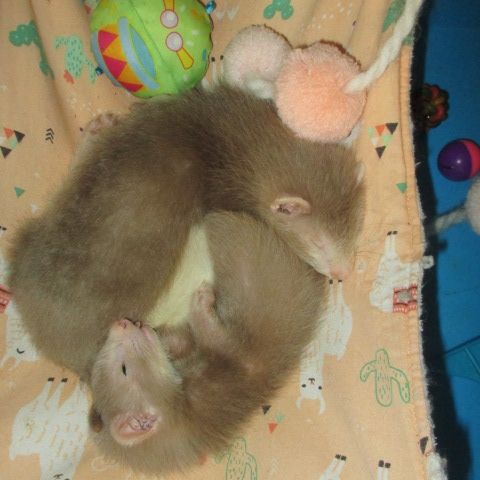 Bébé furet semi angora