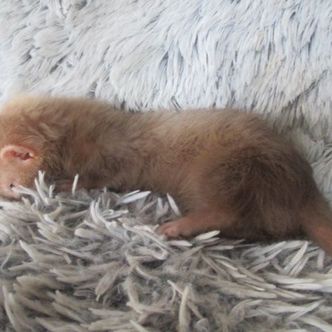 Bébé furet semi angora #4