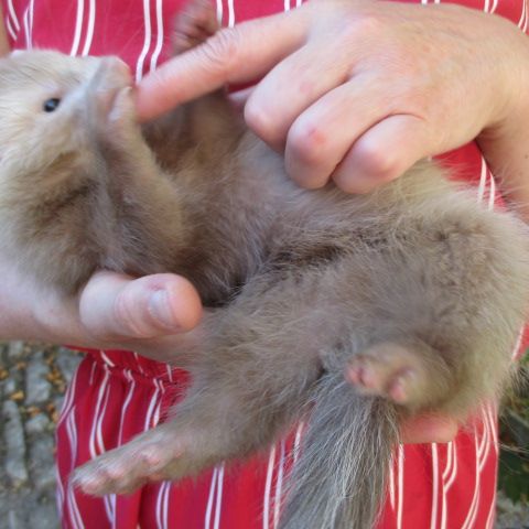 Bébé furet semi angora #6