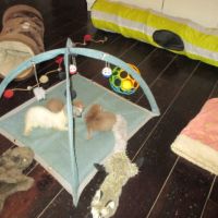 Bébé furet semi angora #1