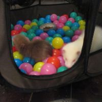 Bébé furet semi angora #3