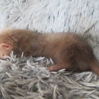 Bébé furet semi angora #4