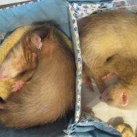 Bébé furet semi angora #5