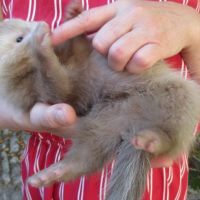 Bébé furet semi angora #6