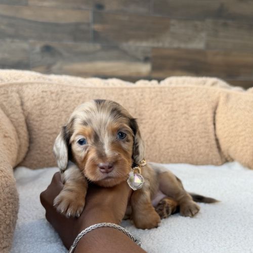 Magnifiques chiots teckel poil long nain