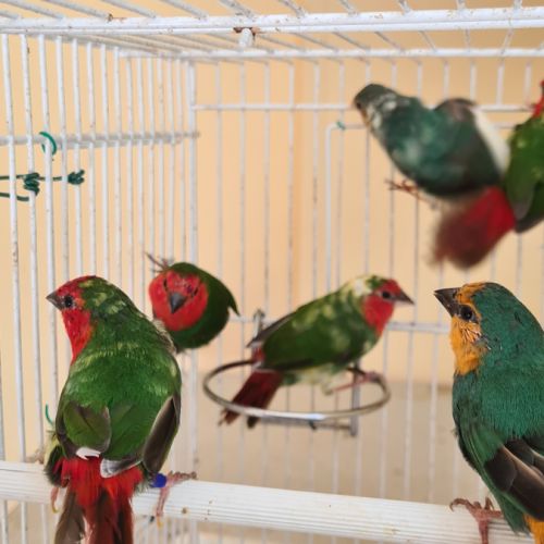 Oiseaux exotiques #3