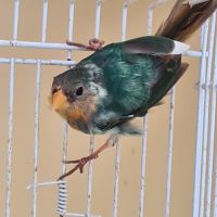 Oiseaux exotiques #1