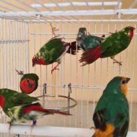 Oiseaux exotiques #0