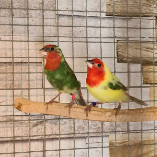 Oiseaux exotiques