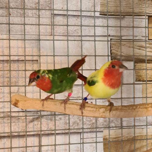 Oiseaux exotiques #3