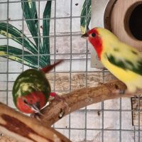 Oiseaux exotiques #1