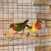 Oiseaux exotiques #3