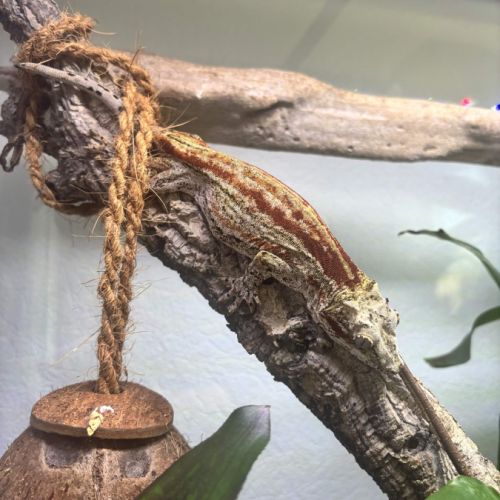 Femelle auriculatus #1