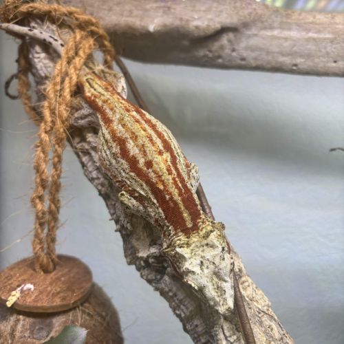 Femelle auriculatus