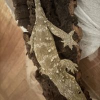 Leachianus ile des pins cross nu ami