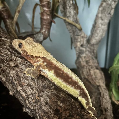 Male red lili white