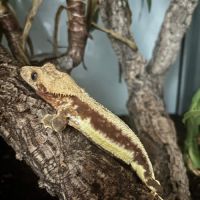 Male red lili white