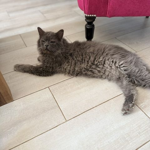 Carpette-un amour sur pattes ! #1