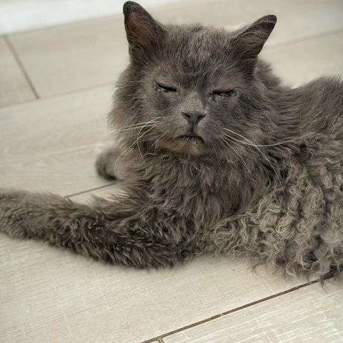 Carpette-un amour sur pattes ! #2