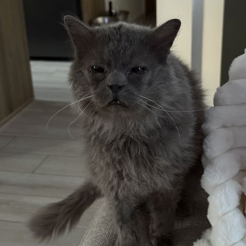Carpette-un amour sur pattes ! #3