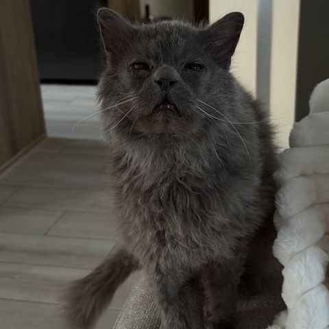 Carpette-un amour sur pattes ! #4