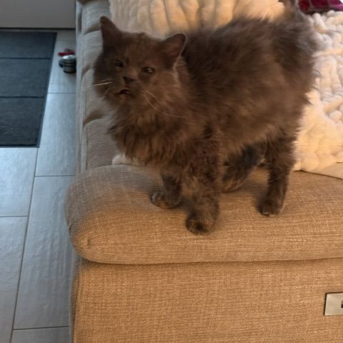 Carpette-un amour sur pattes ! #6