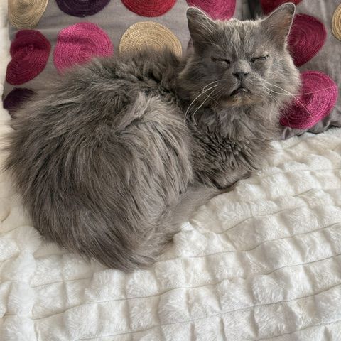 Carpette-un amour sur pattes !