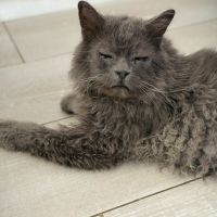 Carpette-un amour sur pattes ! #2