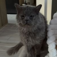 Carpette-un amour sur pattes ! #3
