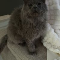 Carpette-un amour sur pattes ! #5