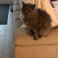 Carpette-un amour sur pattes ! #7
