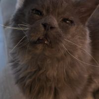 Carpette-un amour sur pattes ! #8