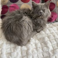 Carpette-un amour sur pattes !