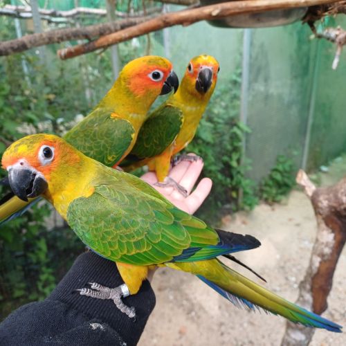 Conure soleil #2