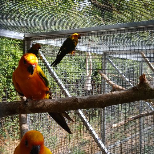Conure soleil #4