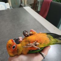Conure soleil #1