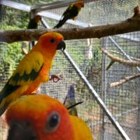 Conure soleil