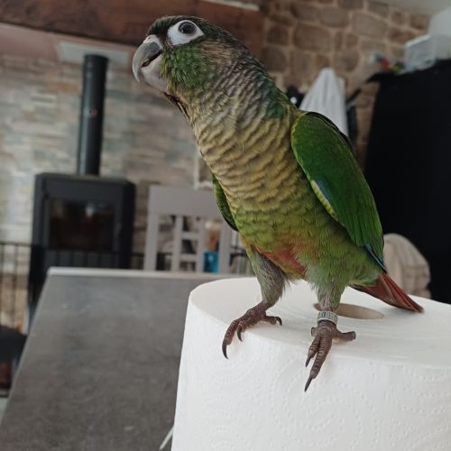 Conure de molina