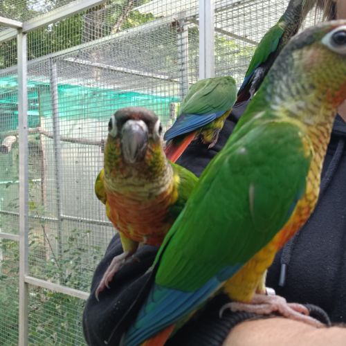Conure de molina #2