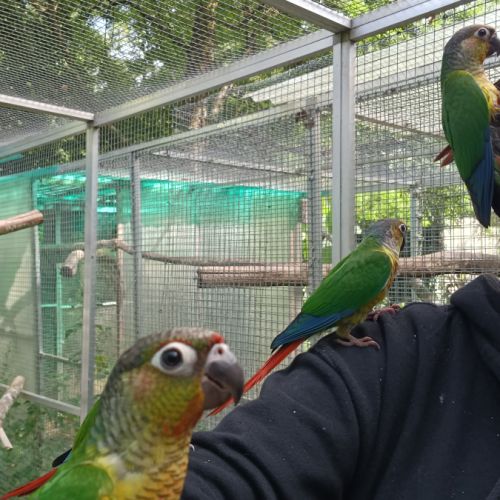 Conure de molina #3