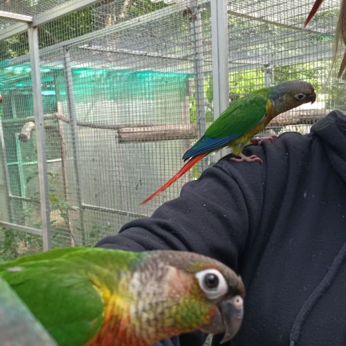 Conure de molina #4