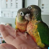 Conure de molina #1