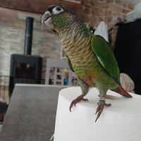 Conure de molina #0