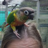 Conure de molina