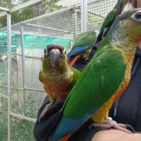 Conure de molina #2