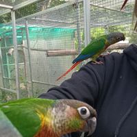 Conure de molina #4