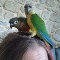 Conure de molina #3
